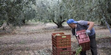 Αγκάθι η βαριά γραφειοκρατία για τους εργάτες γης από το εξωτερικό - Καθυστερήσεις μηνών και ταλαιπωρία για τους αγρότες