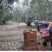 Αγκάθι η βαριά γραφειοκρατία για τους εργάτες γης από το εξωτερικό - Καθυστερήσεις μηνών και ταλαιπωρία για τους αγρότες