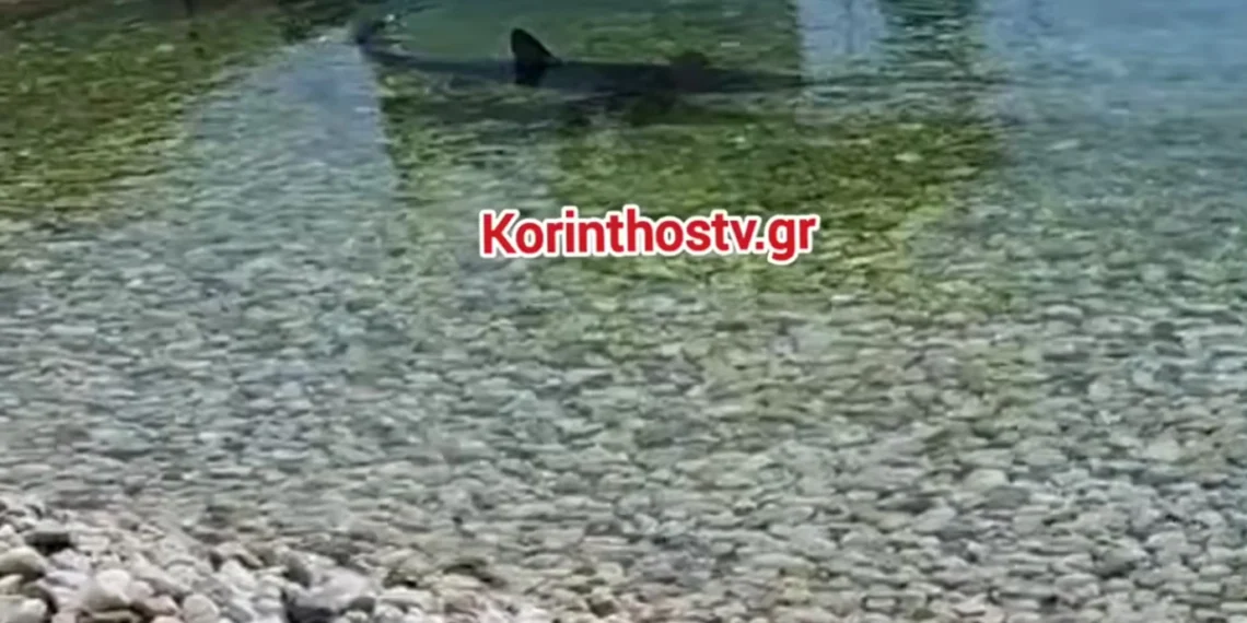 Καρχαρίας έκανε… τσάρκα στα ρηχά σε παραλία στην Κόρινθο (video)