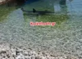 Καρχαρίας έκανε… τσάρκα στα ρηχά σε παραλία στην Κόρινθο (video)