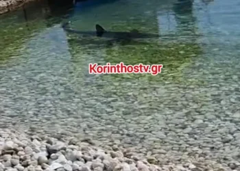 Καρχαρίας έκανε… τσάρκα στα ρηχά σε παραλία στην Κόρινθο (video)
