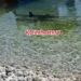 Καρχαρίας έκανε… τσάρκα στα ρηχά σε παραλία στην Κόρινθο (video)