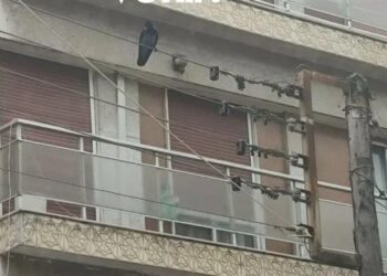 Θεσσαλονίκη: Κοράκι επιτίθεται σε περαστικούς (VIDEO)