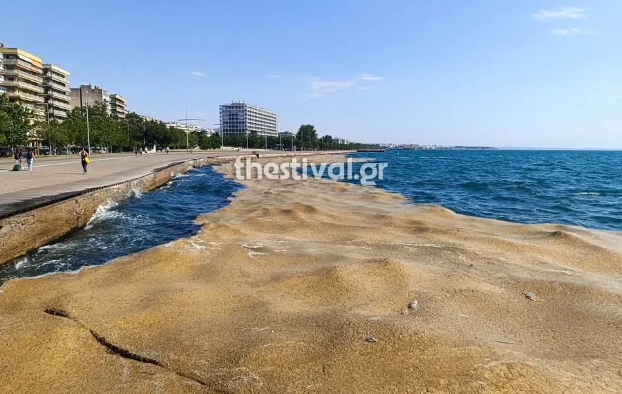 Θεσσαλονίκη: Ο Θερμαϊκός «θολώνει» ξανά από φυτοπλαγκτό στη Νέα Παραλία (photo+video)
