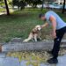 Θεσσαλονίκη: Έλεγχοι σε δεσποζόμενα ζώα – 23 πρόστιμα