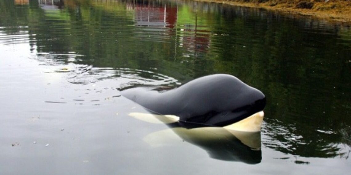 «Free Willy»: Έρχεται reboot από τη Warner Bros