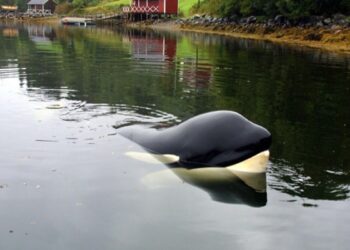 «Free Willy»: Έρχεται reboot από τη Warner Bros