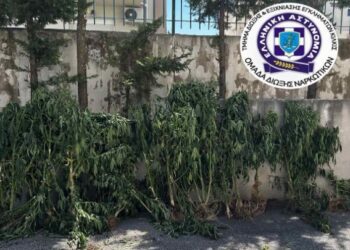Καλλιεργούσε δενδρύλλια κάνναβης σε δωμάτιο σπιτιού και σε εγκαταλελειμμένο ποιμνιοστάσιο