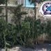 Καλλιεργούσε δενδρύλλια κάνναβης σε δωμάτιο σπιτιού και σε εγκαταλελειμμένο ποιμνιοστάσιο