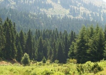Χαλκιδική: Απαγόρευση κυκλοφορίας πεζών και τροχοφόρων σε δασικές περιοχές τριών δήμων