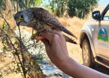 Δαχτυλίδια παρακολούθησης απέκτησαν κιρκινέζια, χαλκοκουρούνες, νυκτόβια αρπακτικά και πελαργοί στις προστατευόμενες περιοχές της χώρας