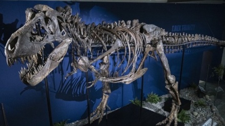 ΗΠΑ: Ένας σκελετός T-Rex πουλήθηκε έναντι 50 εκατομμυρίων δολαρίων στη Νέα Υόρκη