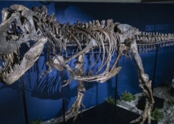 ΗΠΑ: Ένας σκελετός T-Rex πουλήθηκε για 50 εκατομμυρίων δολαρίων