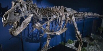 ΗΠΑ: Ένας σκελετός T-Rex πουλήθηκε για 50 εκατομμυρίων δολαρίων