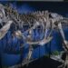 ΗΠΑ: Ένας σκελετός T-Rex πουλήθηκε για 50 εκατομμυρίων δολαρίων