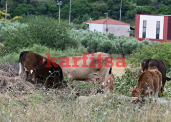 Αποκλειστικό karfitsa.gr: Τραγικές εικόνες από τον… σκουπιδότοπο δίπλα από το γυμναστήριο της Νικήτης (photo+video)