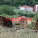 Αποκλειστικό karfitsa.gr: Τραγικές εικόνες από τον… σκουπιδότοπο δίπλα από το γυμναστήριο της Νικήτης (photo+video)