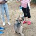 Θεσσαλονίκη: Έλεγχοι σε δεσποζόμενα ζώα – «Έπεσαν» πρόστιμα (ΦΩΤΟ)