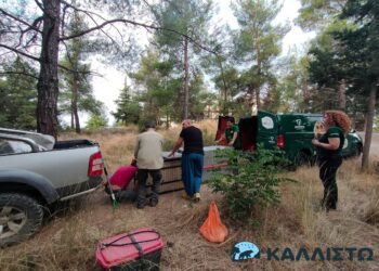 Θεσσαλονίκη: Έπιασαν το λύκο που είχε επιτεθεί σε παιδί στην Πολίχνη (ΦΩΤΟ)