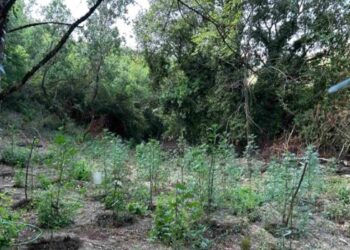 Φυτεία με περισσότερα από 2.000 δενδρύλλια κάνναβης εντοπίστηκε σε δύσβατη δασική περιοχή στη Φθιώτιδα
