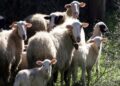 Καστοριά: Έκτακτα μέτρα για την καταστολή της διασποράς της ευλογιάς των προβάτων