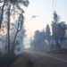 Σίβηρη Χαλκιδικής: Μικρότερη η δασική έκταση που κάηκε από τη συνολική καμένη έκταση