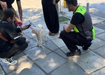 Θεσσαλονίκη: Έλεγχοι σε δεσποζόμενα ζώα – Έπεσαν πρόστιμα (ΦΩΤΟ)