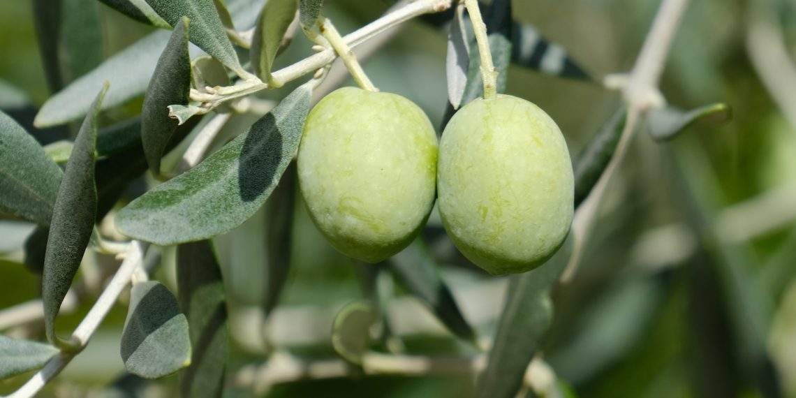 Στα όρια της κατάρρευσης οι ελαιοπαραγωγοί – Κατρακυλούν οι τιμές, εκτοξεύονται τα έξοδα