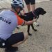 Θεσσαλονίκη: Πρόστιμα 14.300 ευρώ για παραβάσεις σχετικά με ζώα συντροφιάς