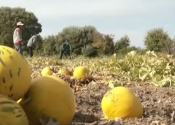 Πινακίδες, πεπόνια, μεζούρες και ανοιχτοί λογαριασμοί