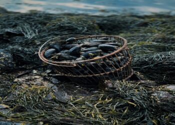 Μυδοκαλλιεργητές 27 χρόνια στην ουρά της γραφειοκρατίας