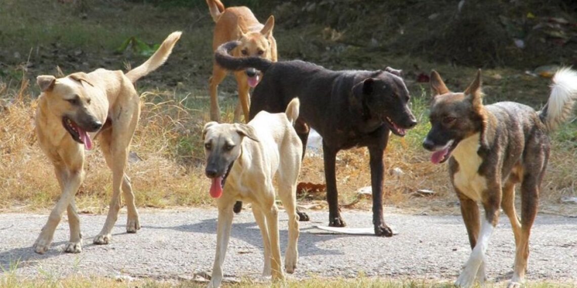 Θεσσαλονίκη: Συνελήφθη 54χρονη στη Θέρμη που είχε 212 ζώα σε άθλιες συνθήκες