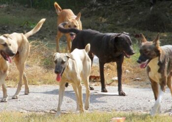 Θεσσαλονίκη: Συνελήφθη 54χρονη στη Θέρμη που είχε 212 ζώα σε άθλιες συνθήκες