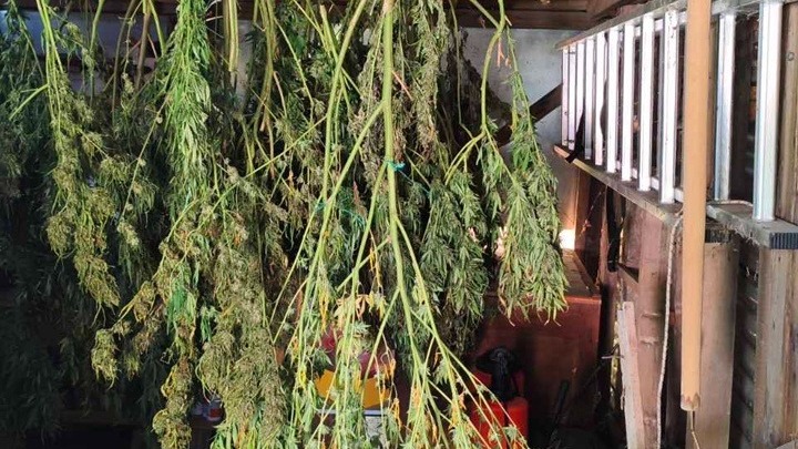 Συνελήφθη 63χρονος στην Πέλλα με πάνω από 12 κιλά κάνναβης